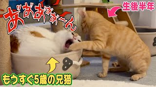 普段ボコボコにされてる兄猫、ついに子猫を丸呑みしようとするww