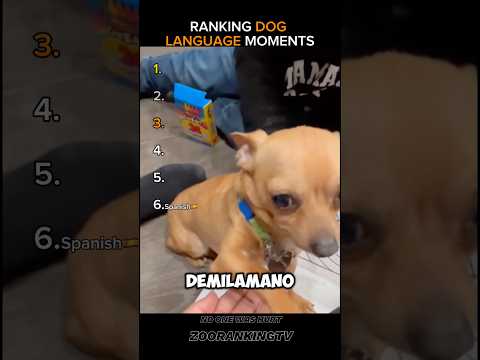Ranking Dog Language Moments #shorts #usa (NO ONE WAS HURT)