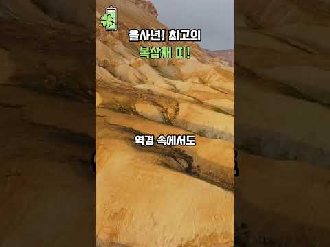 을사년! 최고의 복삼재 '띠' 💰🍀 #삼재 #풍수 #사주팔자 #신년운세 #띠별운세