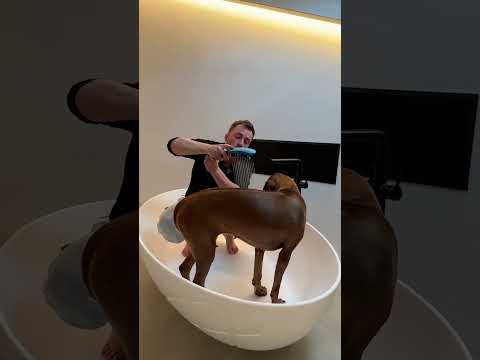 Ich zwinge meinen wasserscheuen Hund zu Baden!