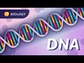 Exploring DNA Structure and Replication