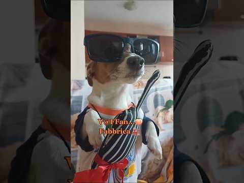IL CANE PIร ALBANESE DELLA STORIA ๐ถ๐ฆ๐ฑ