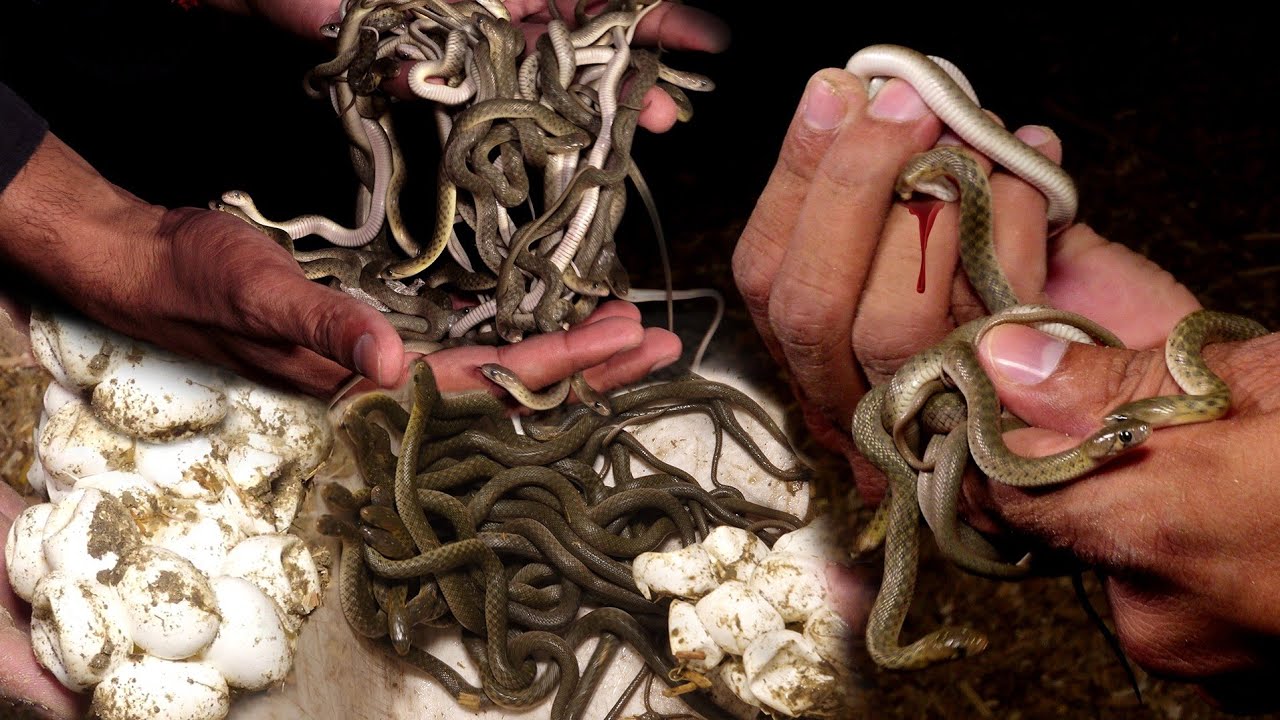 the-most-amazing-feat-ever-how-did-so-many-baby-snakes-get-together