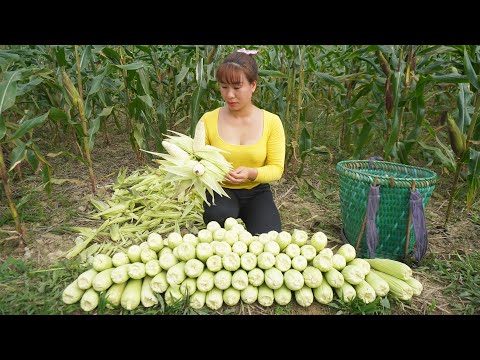 Harvesting Corn Goes To countryside market sell - Daily harvesting | Chúc Thị Mán