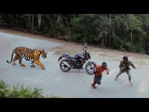 tiger attack man in the forest | tiger attack in jungle | royal Bengal tiger attack  brief film