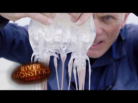 The Deadliest Venom In World | BOX JELLYFISH | River Monsters
