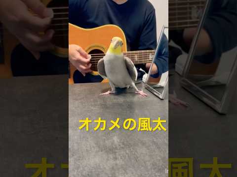 ミッキーマウスマーチを歌いながらドヤ顔をキメるオカメインコの風太くん♪ギターの音ズレご勘弁を🙇‍♂️