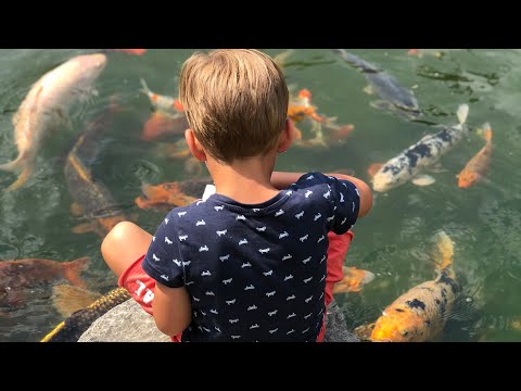 Feeding Colorful Koi Fish #shorts