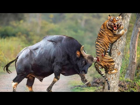 Poor Tiger! Crazy Tiger Enters Villagers In Midnight Attacks Terrible Buffalo Bitter End For Tigers