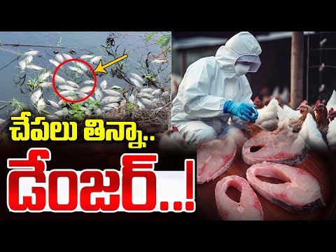 🔴LIVE : చేపలు తిన్నా..యమ డేంజర్! | Bird Flu Effect on AP and Telangana | SumanTV World