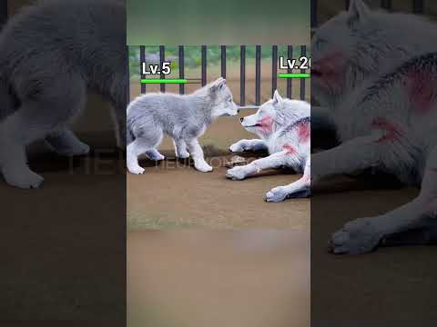 Top Game Hài Hước Nhất Quả Đất 🍀 Wolf Game #shorts #viralshorts #wolfgame  #tieuphongcuoi