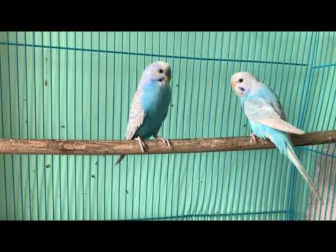My budgies Parrot 🦜 Single cage Setup Male female Confirm
