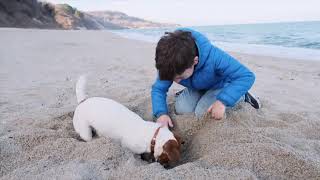 We love Jack Russells