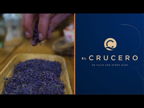 Descubre la Ruta de la Lavanda en Francia con Virginia Demaria | El Crucero