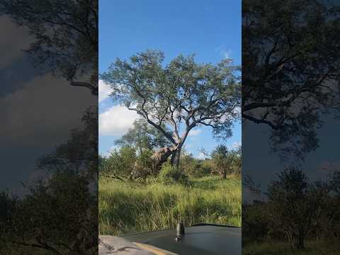 Industrial landscaping 🌳🐘 #elephant #safari