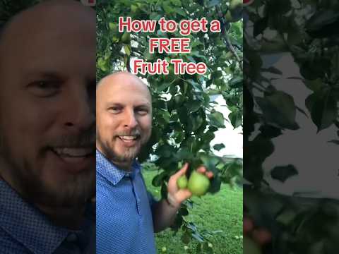 How to get a FREE Fruit Tree! #gardening #fruit #growyourownfood #homestead #gardenhacks