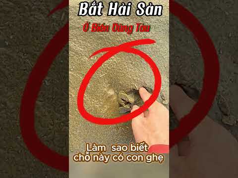 Bắt hải sản ở biển Vũng Tàu. làm sao biết chỗ này có con ghẹ. #mòcuabắtốcTV  #bắthảisảntrảinghiệm