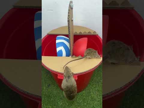 Homemade trap/mouse trap trick flip the ball into the red bucket #rat #mousetrap