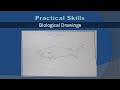 Biological Drawing Techniques and Guidelines