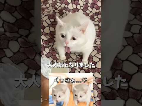 吐きそうになる猫 について解説 #猫ミーム