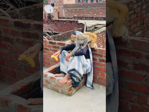 Itni kirpa sanware banaye rakhna #shree_krishna_ringtone #monkeyvideosforkids #monkey