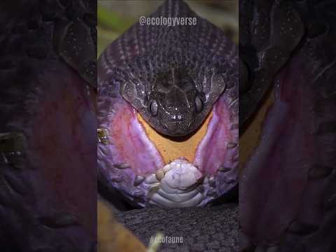 Serpent Mangeur d'Œufs 🐍🪺