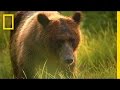 Wilderness Ecosystems and Wildlife Roles