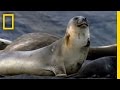 Patagonia: A Natural Wonder at Risk