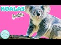 Koala Facts and Conservation