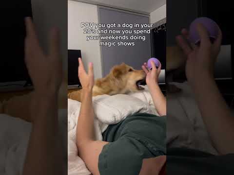 This golden retriever loves magic 🤣 #goldenretriever #dogs #cute