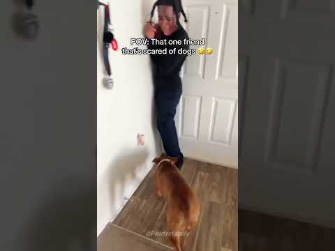 Not everyone is a dog person.🤣#dog #funny #reaction #lol #fyp