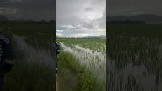 ngày 28 tháng 8, 2026