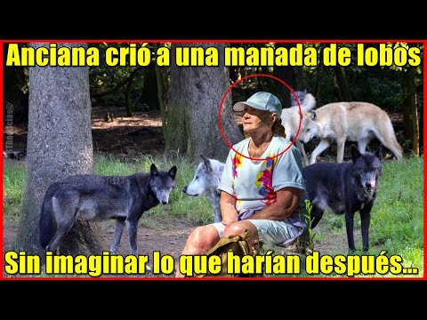 Anciana crió a una manada de 5 lobos, pero nunca imaginó como se lo pagarían.