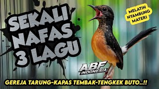 Lawan Auto Tepar ! INI DIA MASTERAN MURAI BATU FULL TEMBAKAN MEWAH‼️
