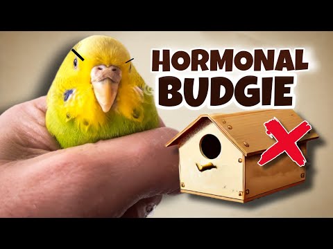 Why Female Budgies Act Crazy (And How to Help) ❤️🪺