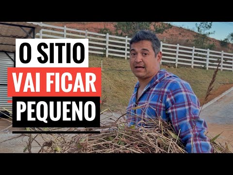MUITOS ANIMAIS PRESTES A PARIR NO SÍTIO.