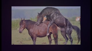 No pueden ser domesticados: La verdadera historia de los Mustangs