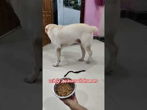 enga வீட்டில் பலாப்பழம் இருக்கு அதான் வீட்டில் ஈ இருக்கு .... #labrador #petshub #petcareprovider