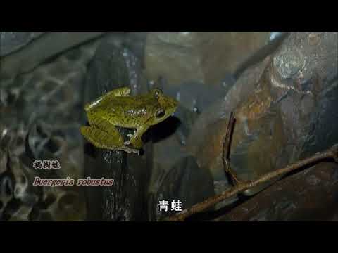 暗夜謎禽—黃魚鴞© - YouTube(24分13秒)