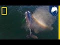 Wildlife Web Series Quiz