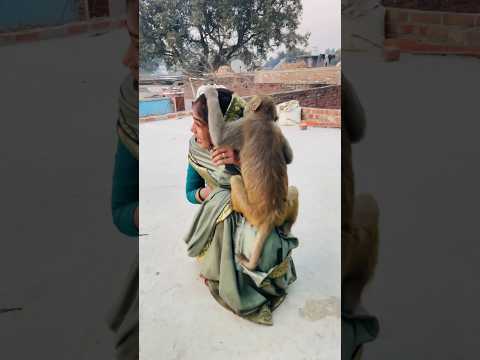 Babu funny moment 🤣 #monkeyvideosforkids #monkey #monkeykid #funny