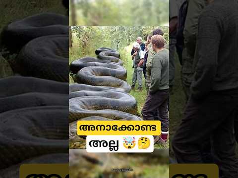 രാക്ഷസൻ പാമ്പ്🤯😬| ഏറ്റവും വലിയ പാമ്പ് |🥶🐍
