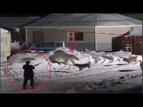 Stray Dogs Save A Man From A Polar Bear!!!