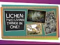 Lichen: Nature's Symbiotic Wonders