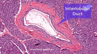 Practical Histology, English, Pancreas