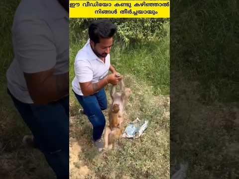 ഈ കുരങ്ങൻ കുട്ടിയും അമ്മയും തമ്മിലുള്ള സ്നേഹം കണ്ടാൽ നിങ്ങൾ കരയും #shorts #trending #facts #m4tech