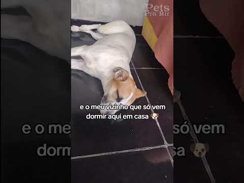 Um folgado 😂😂🐶