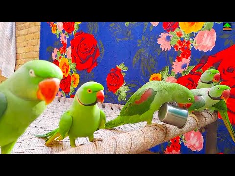 Rio Talking And Playing Mitthu And Other His Friends on Charpai
