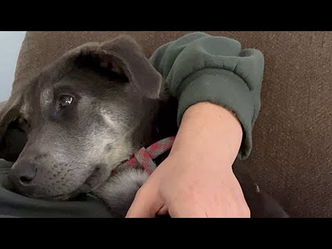 Dog helps disabled friend walk for first time