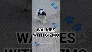 walkies with Gizmo the Japanese Chin 🐾 #pets #dogs